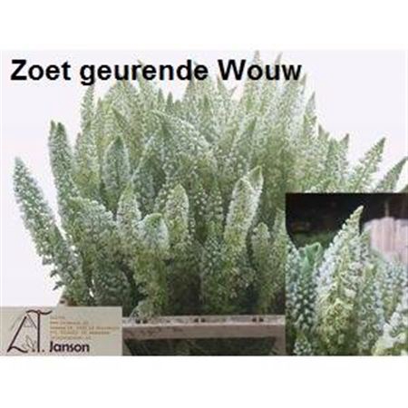 <h4>SNIJBLOEMEN OV</h4>