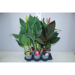 Canna Cannova Gemengd