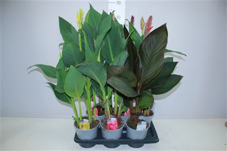<h4>Canna Cannova Gemengd</h4>