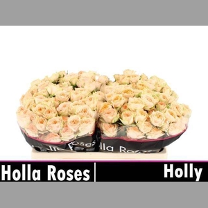 R TR HOLLY
