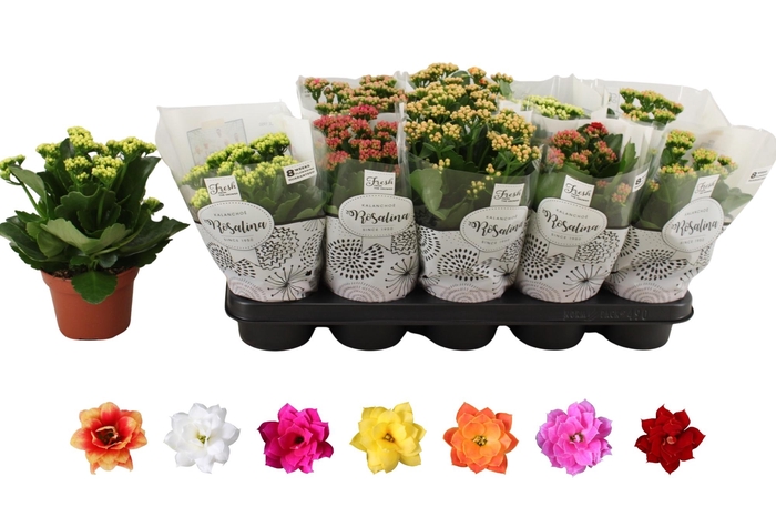 <h4>KAL GE RO GEM 6 KL</h4>