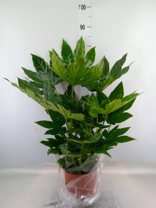 <h4>Fatsia japonica   ...</h4>