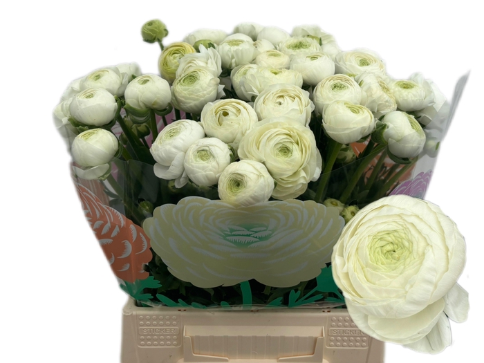 <h4>RAN AAZUR WHITE</h4>