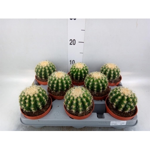Echinocactus grusonii forma interme