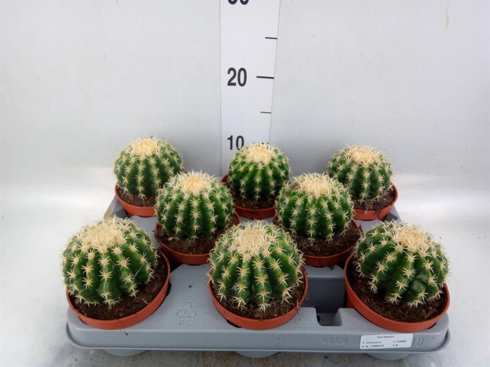 <h4>Echinocactus grusonii forma interme</h4>