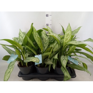 Aglaonema comm. 'Silver Queen'