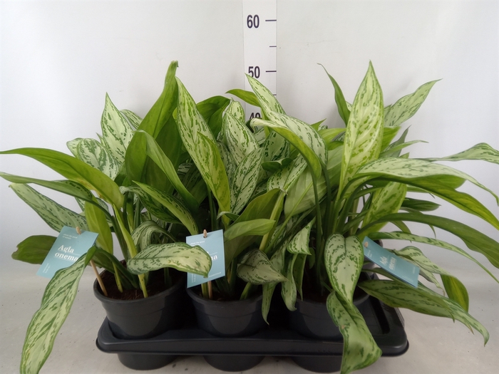 <h4>Aglaonema comm. 'Silver Queen'</h4>