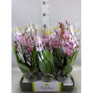 Phalaenopsis   ...rose