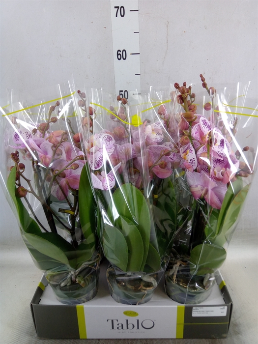 <h4>Phalaenopsis   ...rose</h4>
