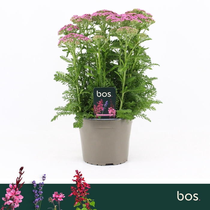 <h4>Achillea Millefolium Milly Rock Pink</h4>