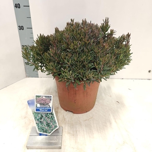 Andromeda polifolia Blue Ice