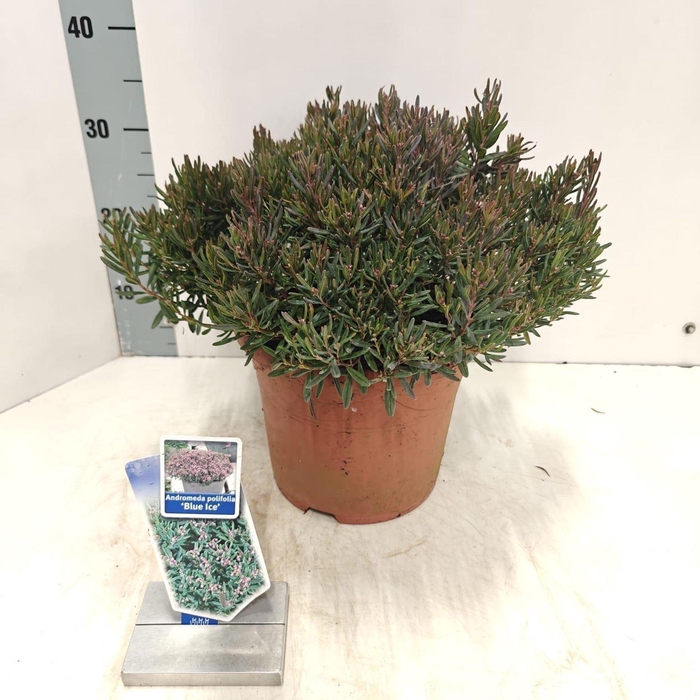 <h4>Andromeda polifolia Blue Ice</h4>