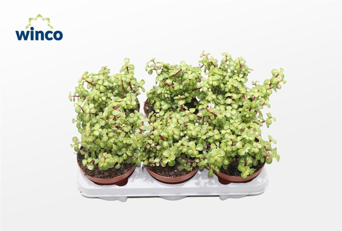<h4>Crassula Ovata Variegata</h4>