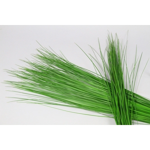 Steelgrass