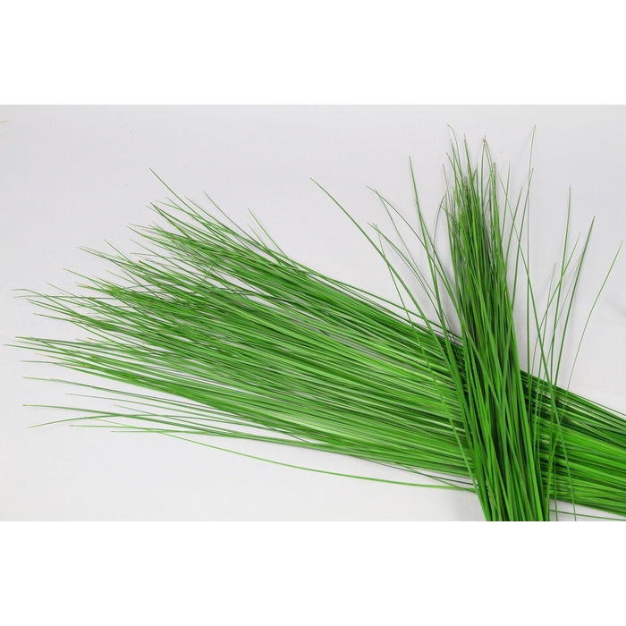 <h4>Steelgrass</h4>