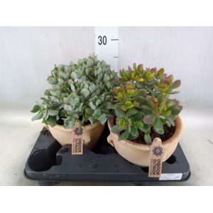 Crassula   ...mix