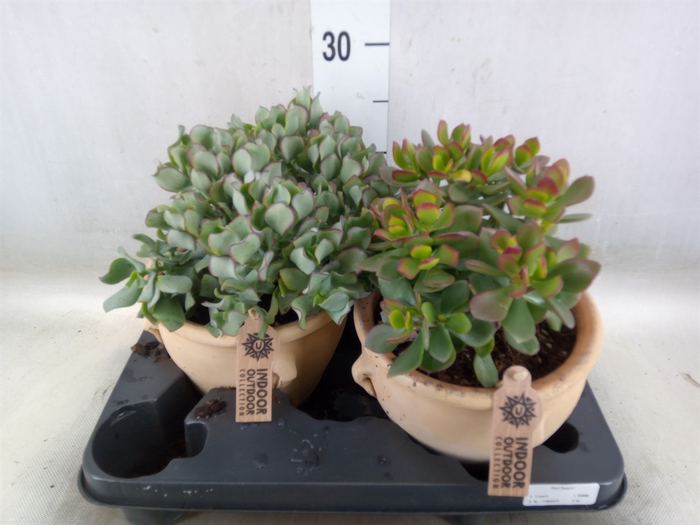 <h4>Crassula   ...mix</h4>