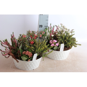ARR TUINPLANTEN