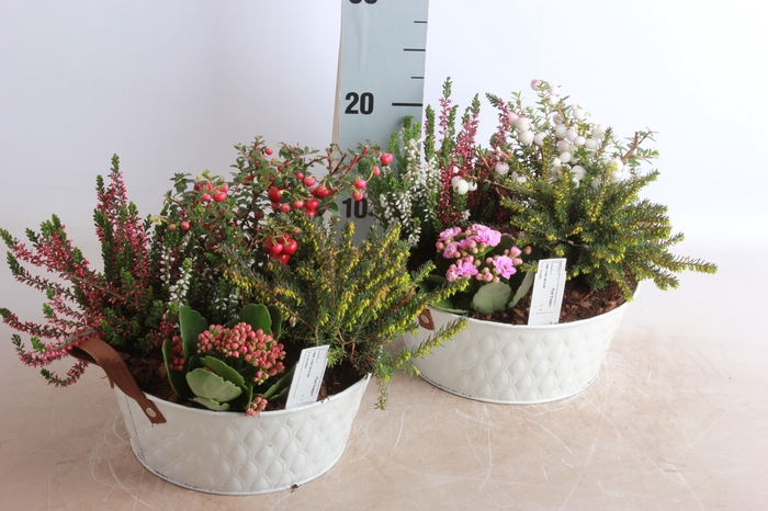 <h4>ARR TUINPLANTEN</h4>