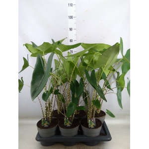 Alocasia zebrina