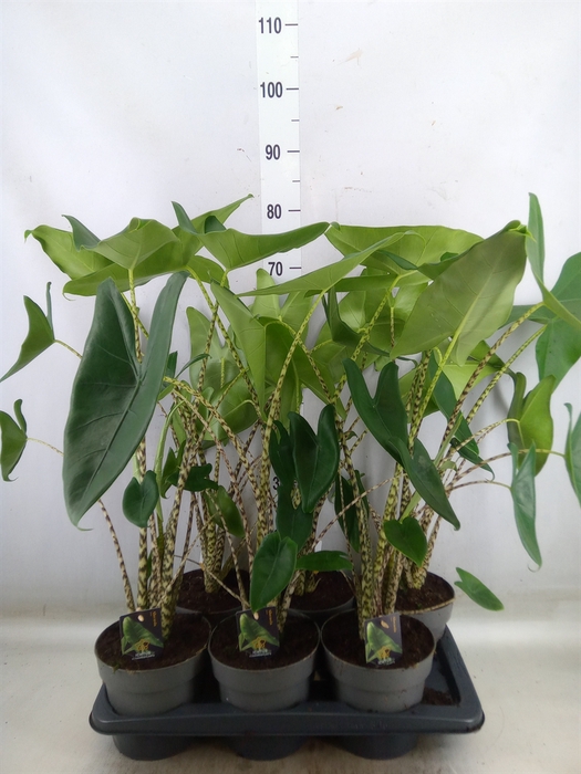 <h4>Alocasia zebrina</h4>