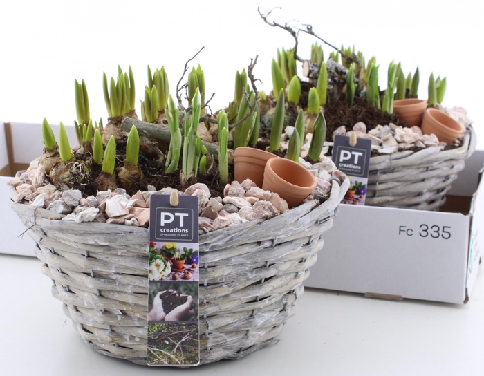 <h4>ARR BOL KNOLGEWAS</h4>