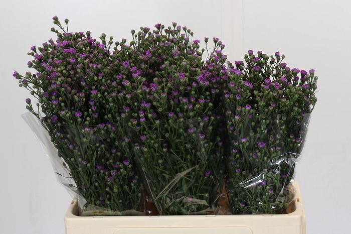 <h4>Aster Baby Pink</h4>