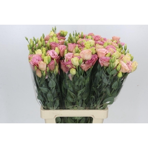 Eustoma Du Alissa Champagne