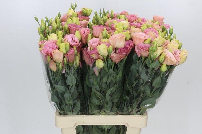 <h4>Eustoma Du Alissa Champagne</h4>
