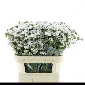 LIM S WHITE BIRDS