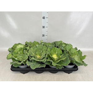 Brassica oler.
