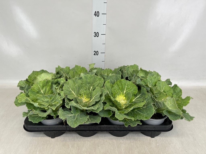 <h4>Brassica oler.</h4>