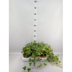 Hedera helix 'Goldchild'