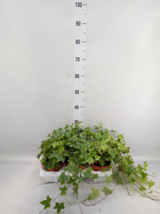 <h4>Hedera helix 'Goldchild'</h4>