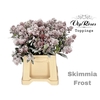 SKIMMIA FROST
