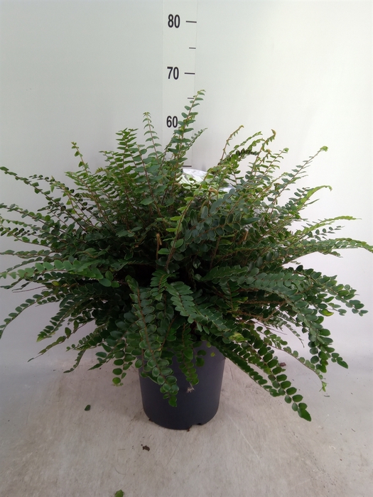 <h4>Asplenium   ...</h4>