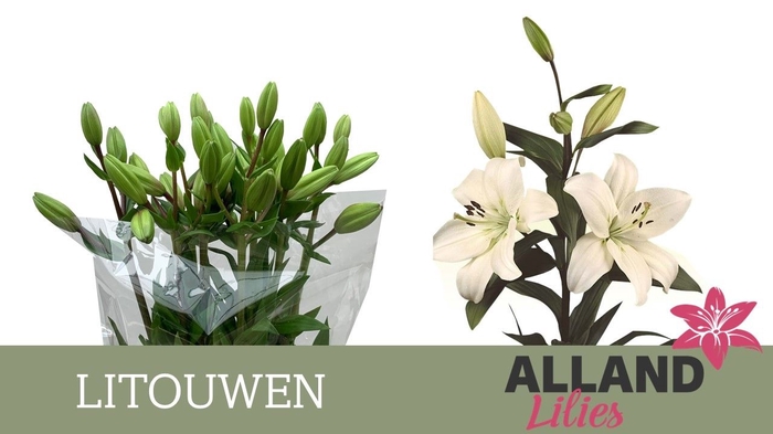 <h4>LI LA LITOUWEN</h4>