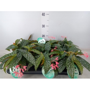 Begonia BD 'Double Dot'