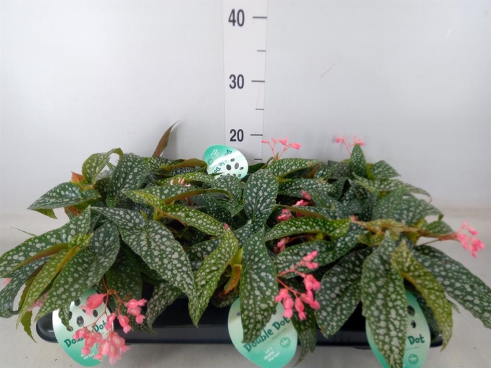 <h4>Begonia BD 'Double Dot'</h4>