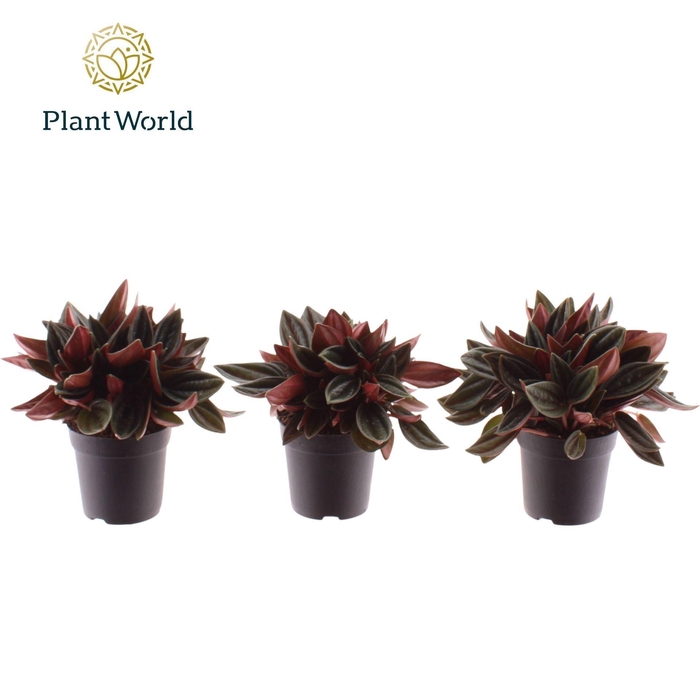 Peperomia Rosso