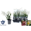 Oncidium Ov