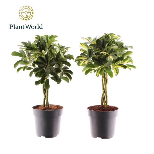 <h4>Schefflera Mix Vlecht</h4>