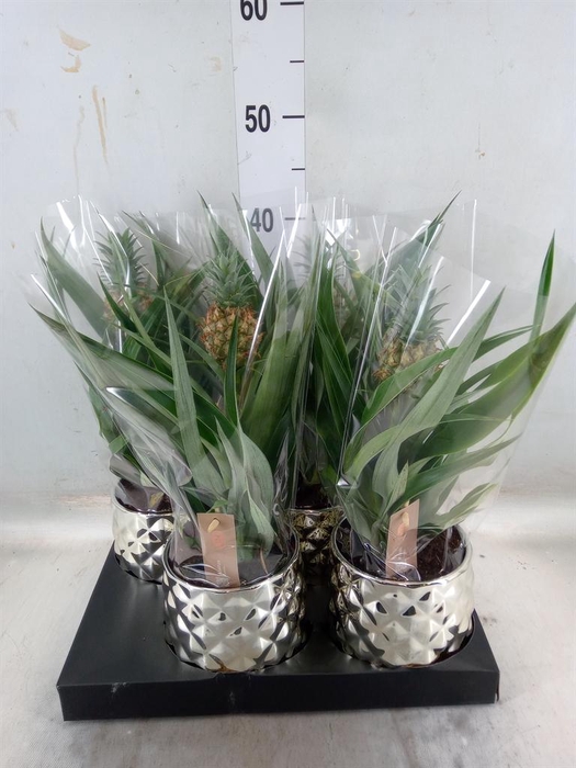 <h4>Ananas  'Mi Amigo'</h4>