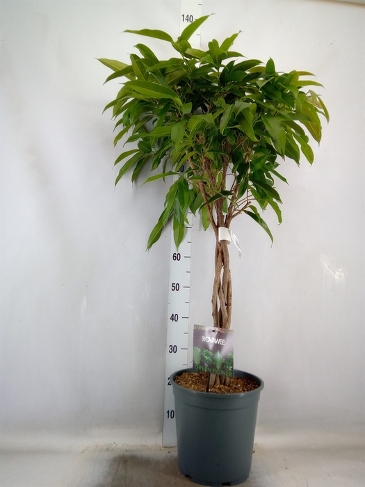 <h4>Ficus binn. 'Amstel King'</h4>