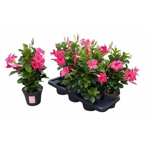 MANDE SUN PINK