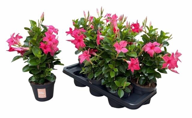 <h4>MANDE SUN PINK</h4>