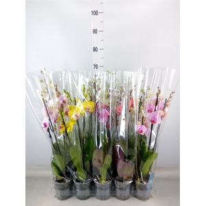 Phalaenopsis   ...mix  5