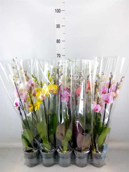 <h4>Phalaenopsis   ...mix  5</h4>