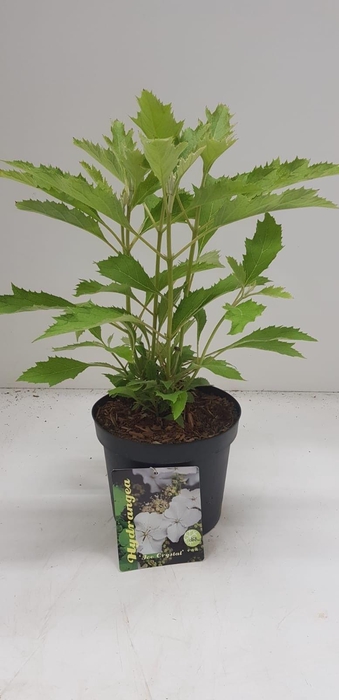 <h4>Hydrangea quercifolia Ice Crystal ('HQOPR010' PBR)</h4>