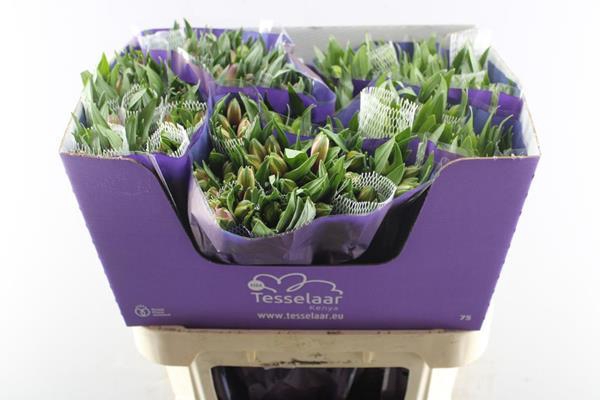 <h4>Alstr Gem In Fust</h4>